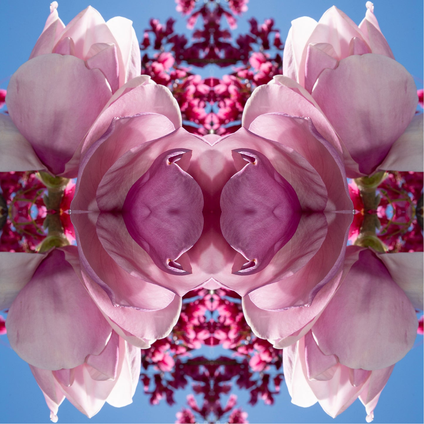 Magnolia Heart Light 2 - On Canvas