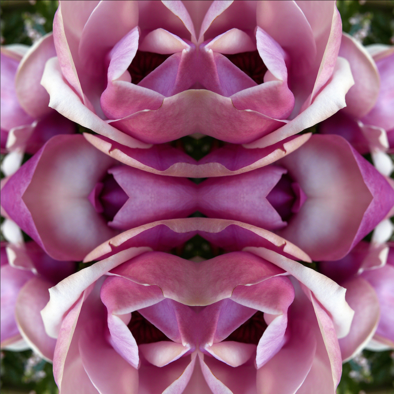 Magnolia Heart 2 - Lightbox