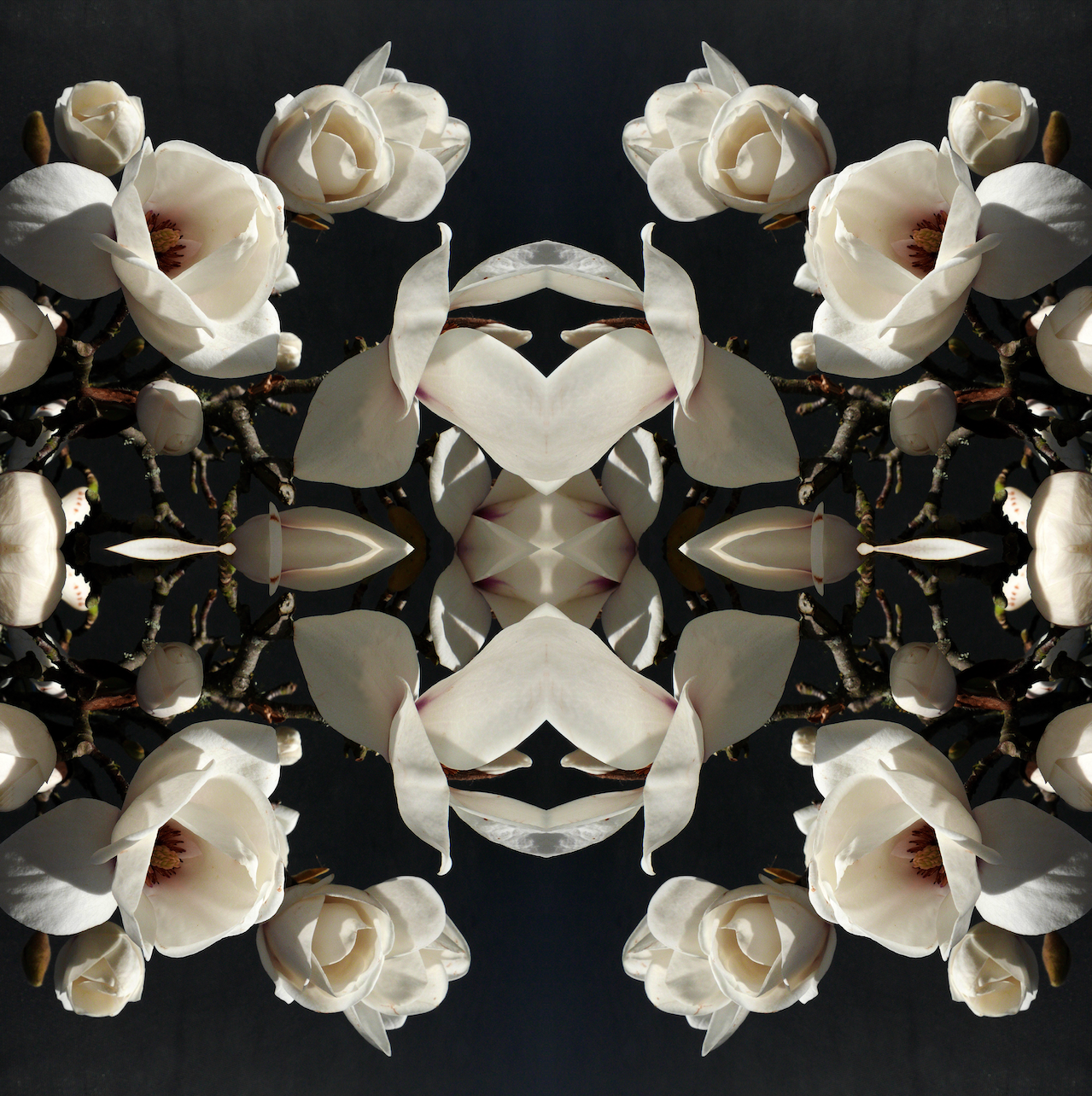 Magnolia Light 1 - Lightbox