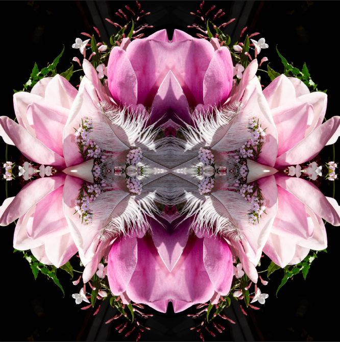 Pink Magnolia Velvet 7 - On Canvas