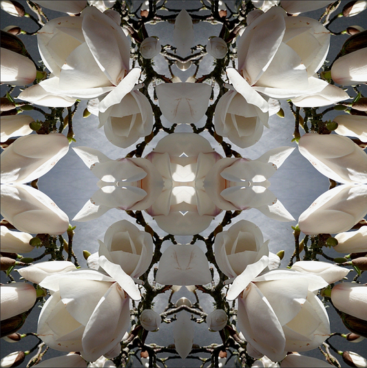 Magnolia Light 2 - Canvas