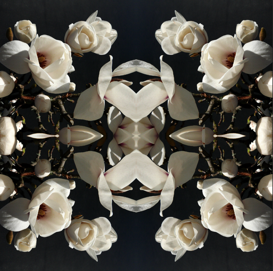 Magnolia Light 1 - Canvas