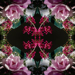 Pink Magnolia Velvet 2 - Lightbox