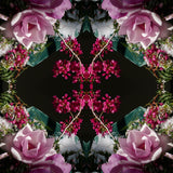 Pink Magnolia Velvet 2 - Lightbox