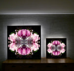 Pink Magnolia Velvet 7 - Lightbox