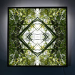 Ruatahi Diamond 3 - Lightbox
