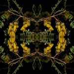 Sacred Kowhai 1 - Lightbox