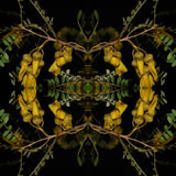 Sacred Kowhai 1 - Lightbox
