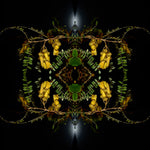 Sacred Kowhai 2 - Lightbox