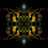 Sacred Kowhai 2 - Lightbox