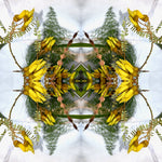 Sacred Kowhai Crown 1 - Lightbox