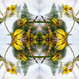 Sacred Kowhai Crown 1 - Lightbox