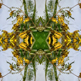 Sacred Kowhai Crown 3 - Lightbox
