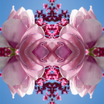 Magnolia Heart Light 1 - Lightbox