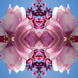 Magnolia Heart Light 1 - Lightbox