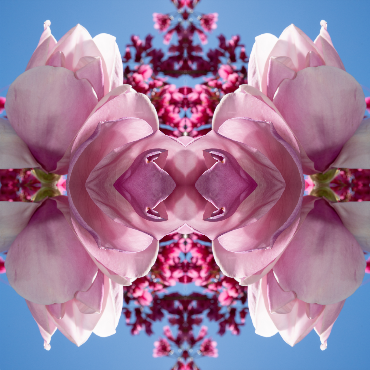 Magnolia Heart 1 - Canvas