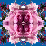 Magnolia Heart Light 3 - Lightbox