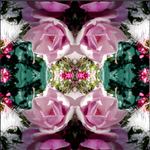 Pink Magnolia Velvet 4 - Lightbox