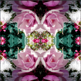 Pink Magnolia Velvet 4 - Lightbox