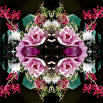 Pink Magnolia Velvet 5 - Lightbox