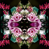 Pink Magnolia Velvet 5 - Lightbox