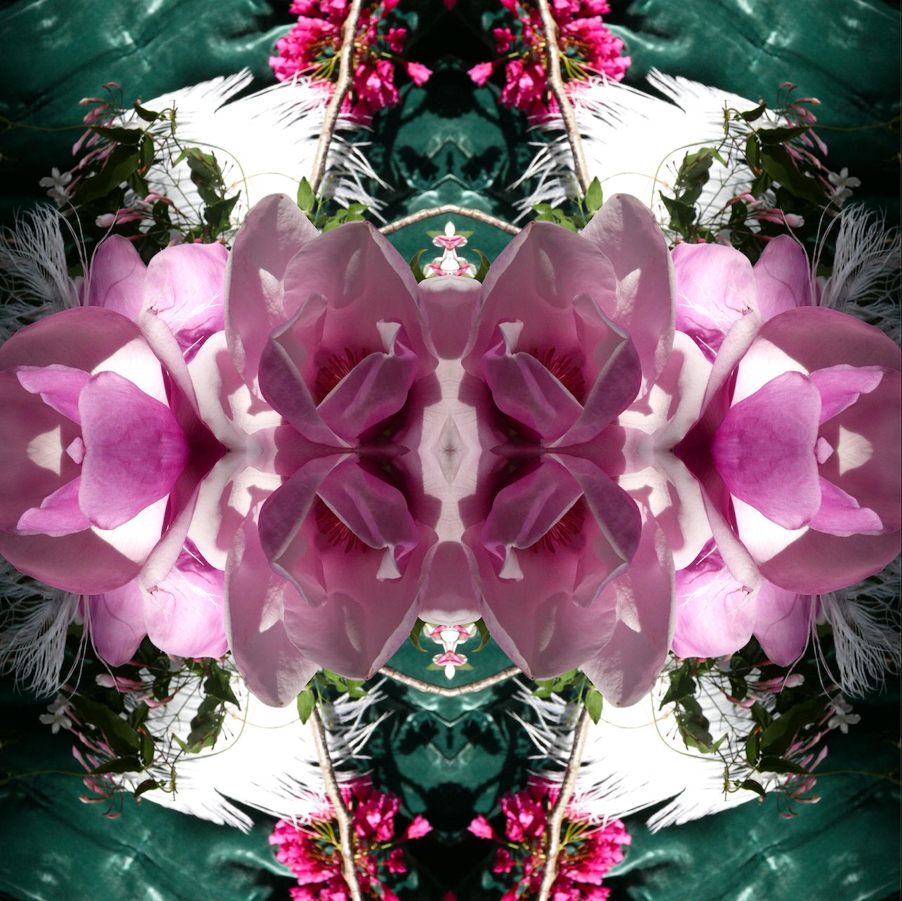 Pink Magnolia Velvet 6 - Lightbox