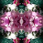 Pink Magnolia Velvet 6 - Lightbox