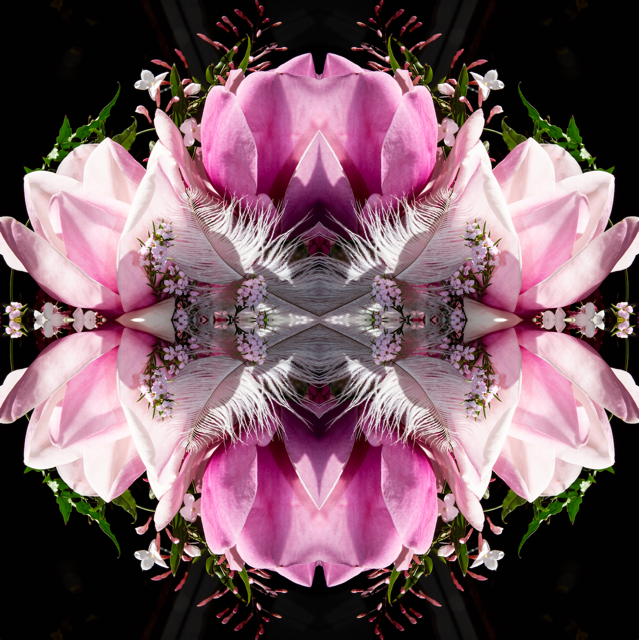 Pink Magnolia Velvet 7 - Lightbox