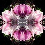 Pink Magnolia Velvet 7 - Lightbox