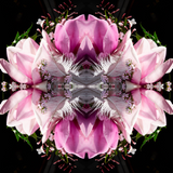 Pink Magnolia Velvet 7 - Lightbox