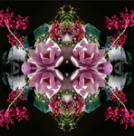 Pink Magnolia Velvet 8 - Lightbox