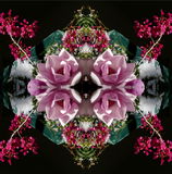 Pink Magnolia Velvet 8 - Lightbox