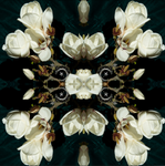 White Magnolia Light 1 - Lightbox
