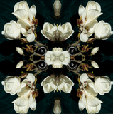 White Magnolia Light 1 - Lightbox