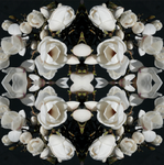 White Magnolia Light 5 - Lightbox