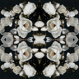 White Magnolia Light 5 - Lightbox