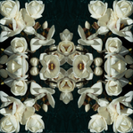 White Magnolia Light 6 - Lightbox