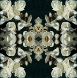 White Magnolia Light 6 - Lightbox