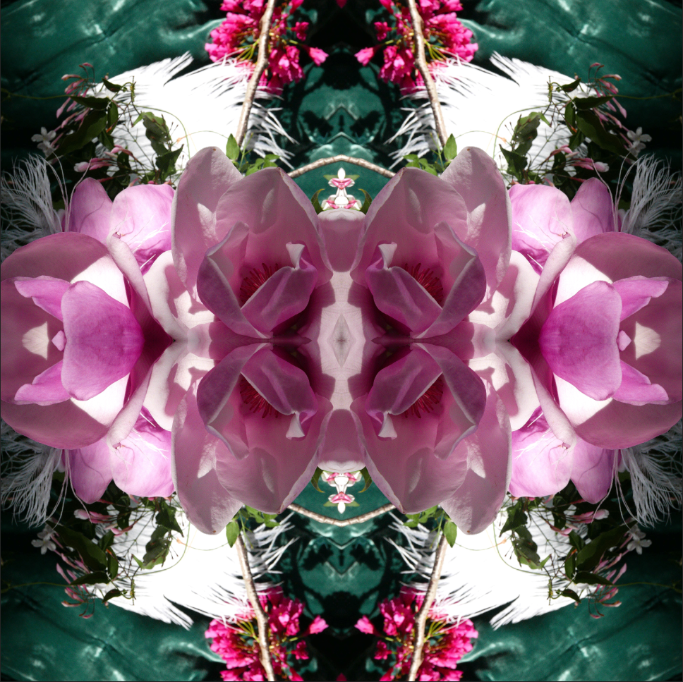 Pink Magnolia Velvet 6 - On Canvas