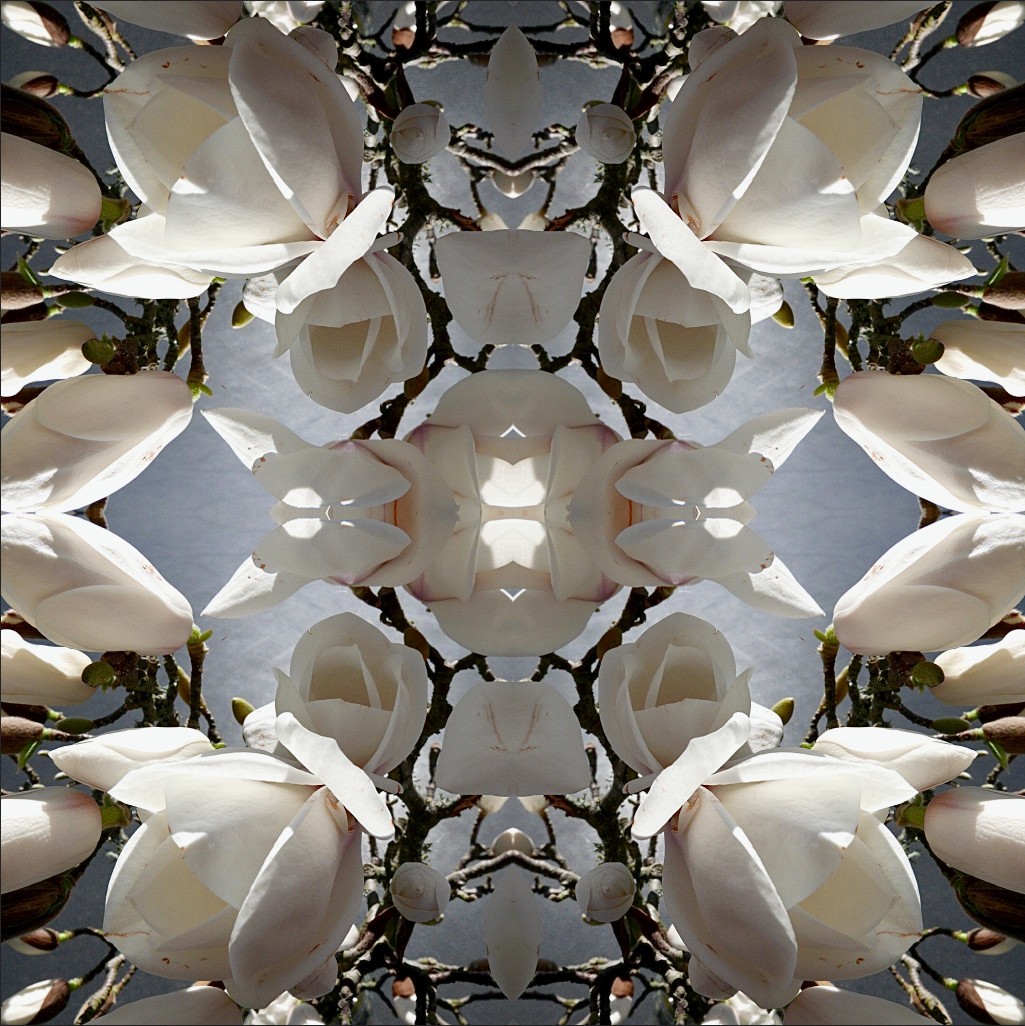 Magnolia Light 2 - Canvas