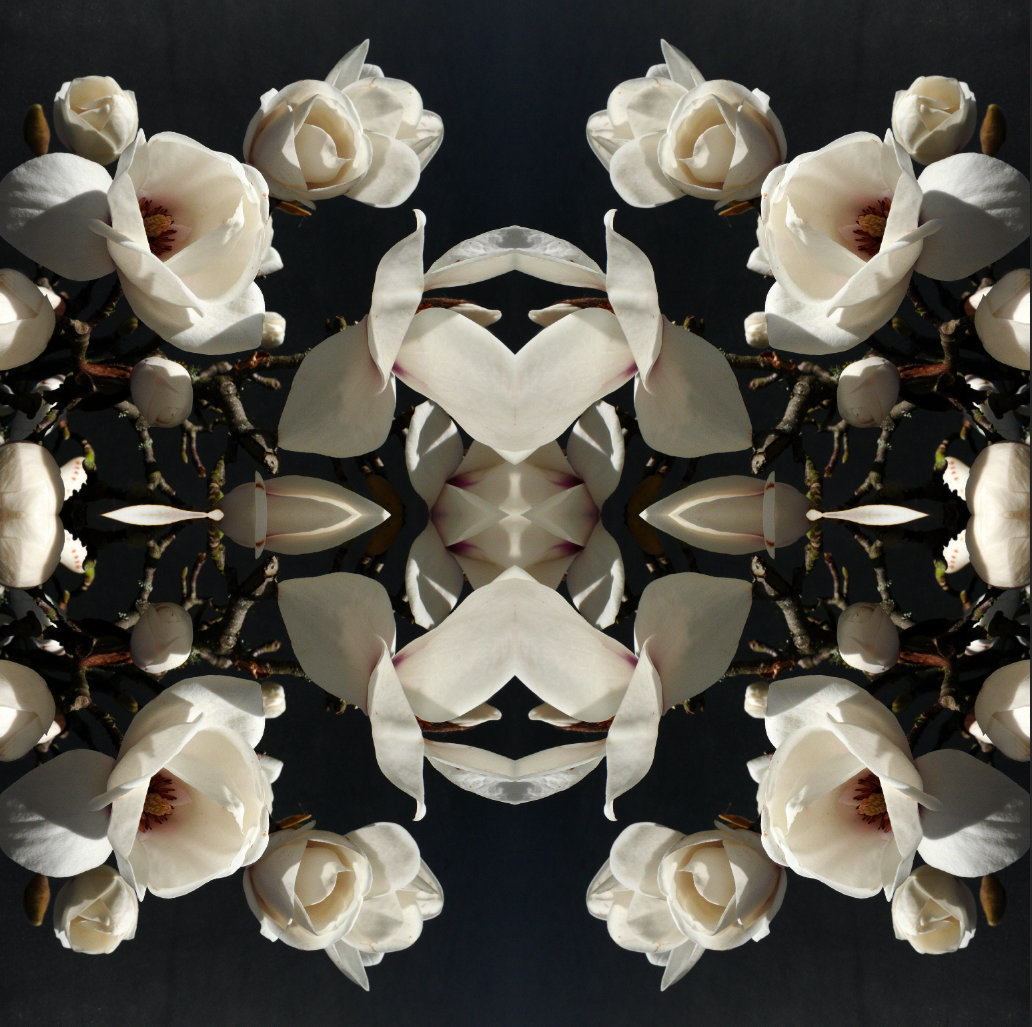 Magnolia Light 1 - Canvas
