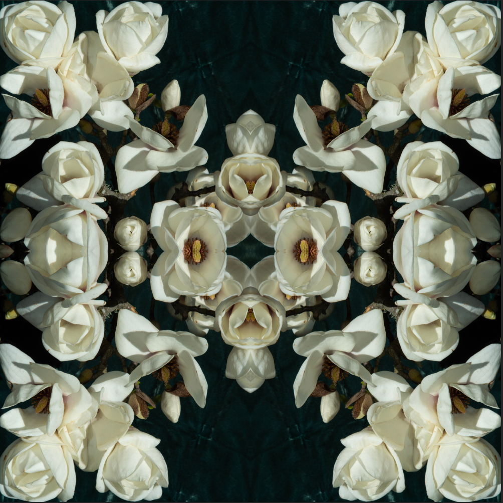 Magnolia Crown 1 - Canvas