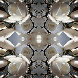 White Magnolia Light 2 - Lightbox