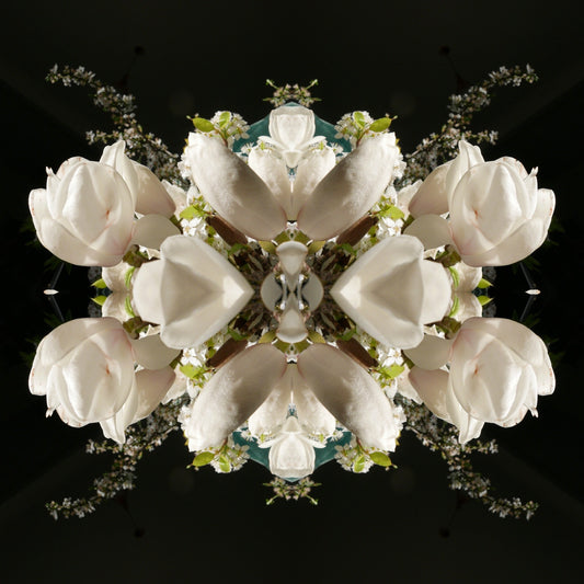 White Magnolia Crown 3 - Lightbox