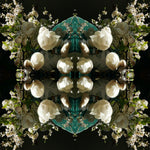 White Magnolia Crown 5 - Lightbox