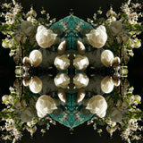 White Magnolia Crown 5 - Lightbox