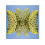 Punga, Unframed